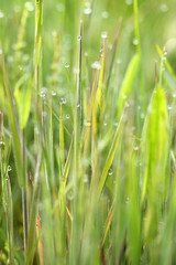 Obraz premium 朝露