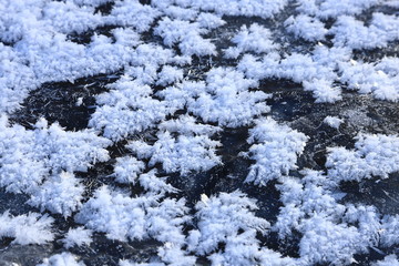 冬　フロストフラワー