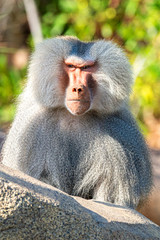 Hamadryas Baboon