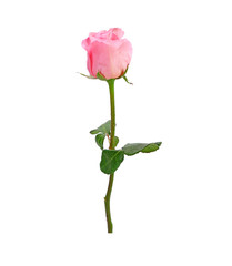 Pink rose flower Isolated on white background.