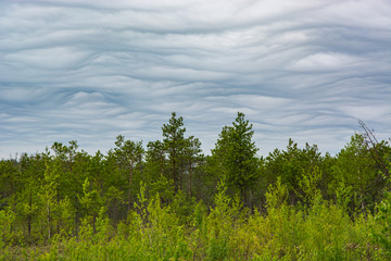 Obraz premium Wavy clouds over the forest