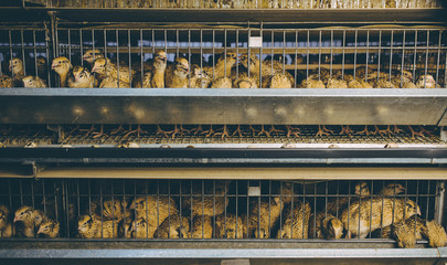 quail bird farm egg cage organic animal poultry