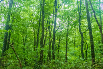 Obraz na płótnie Canvas Shirakami Mountains Beech Forest In Aomori Prefecture