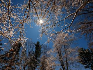 Snow covered branches