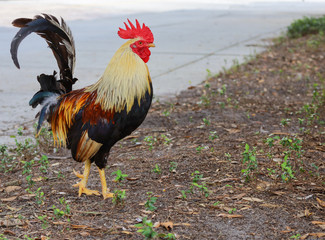 Free range, roaming rooster during the day