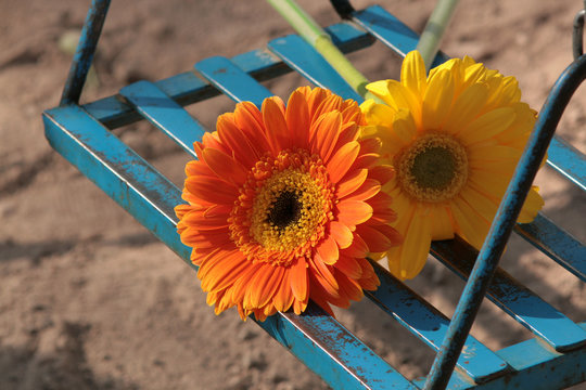 par de gerberas