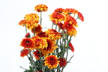 Orange chrysanthemum and pink rose in glass vase on white background