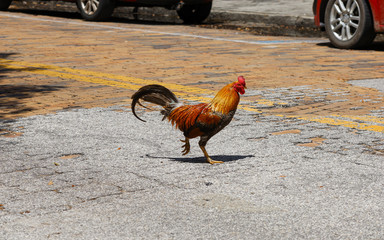Fototapeta na wymiar A chicken (rooster) crossing a street