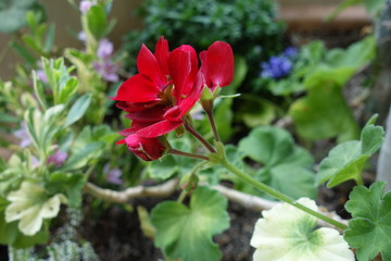 Obraz na płótnie Canvas 夏の終わりに咲いた赤いゼラニウムの花
