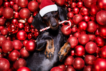 christmas santa claus dog and xmas balls or baubles as background