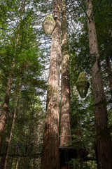 Standing at the bottom of a giant Redwood tree in the lush dense Whakarewarewa Redwood Forest in Rotorua