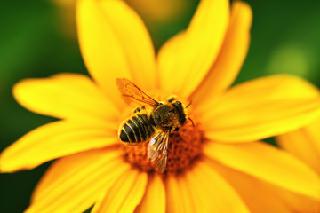 Bee.  Close-up top view of a large striped bee that sits on a yellow flower. Macro horizontal photography