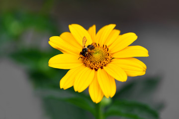 Bee. Close up of a large striped bee collecting pollen on a yellow flower on a green background in the garden.  Macro horizontal photography
