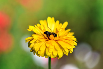 Bee. Close up of a large striped bee collecting pollen on a yellow flower on a green background in the garden.  Macro horizontal photography