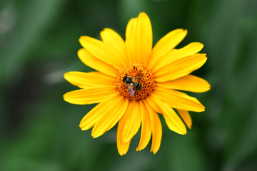 Bee.  Close-up top view of a large striped bee that sits on a yellow flower on a green background in the garden. Macro horizontal photography