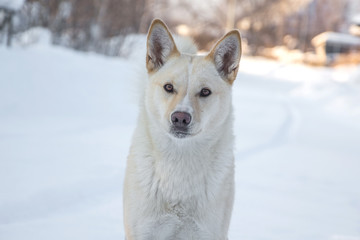 Dog close-up. The look of the dog.