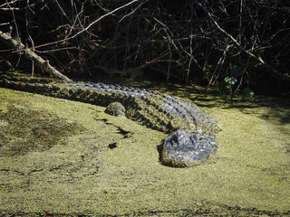 alligator in a swamp