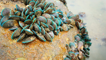 Mussels sea shell on stone reef beside beach.