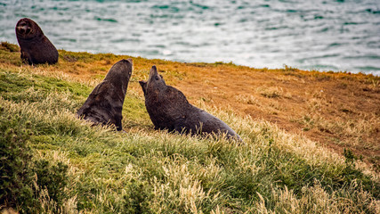 Seals 