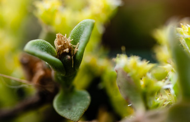bud of a flower with green leaves