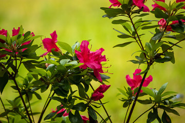 hot pink azalia growing in spring garden - obrazy, fototapety, plakaty