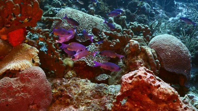 Seascape of coral reef in Caribbean Sea / Curacao with Creole Wrasse, coral and sponge