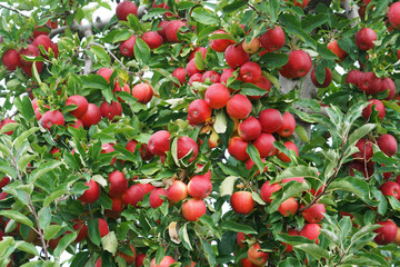 Obraz premium red apples on the tree in harvest season