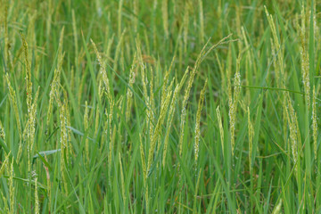 Rice field ,Jasmine rice