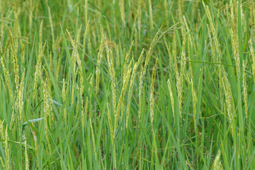 Rice field ,Jasmine rice