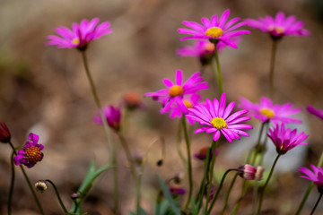 Fototapeta premium tiny pink purple daisy plants growing in summer soil