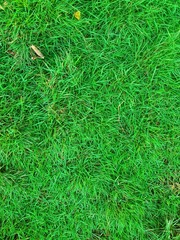background of grass