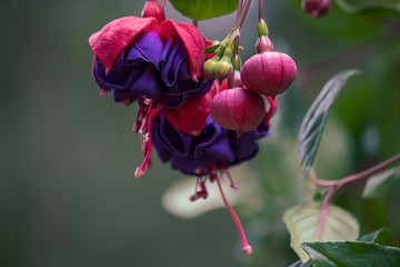 bright fuchsia growing on vines in summer months