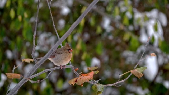 Female Northern Cardinal Bird Shakes Off Falling Snow in Slow Motion. Redbird Perched on Tree Branch in Green Winter Forest, Fixed Soft Focus Close Up on a Cloudy Day