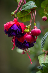 bright fuchsia growing on vines in summer months