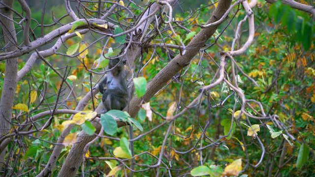 Monkey Looking Around on Tree in Oudong, Phnom Penh Cambodia