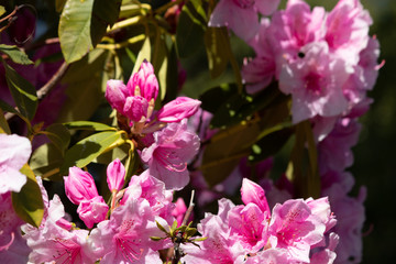 pink and white rhododendron growing on bushes