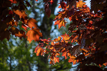 green and fall colored leaves growing together in bunches on branch