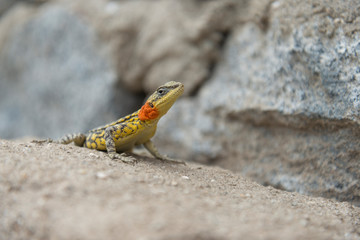 Himalayan Agama or Paralaudalia Himalayana Seen in the summer months around Leh city, Ladakh, India, Asia