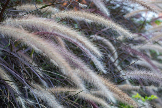 desho grass flowers background