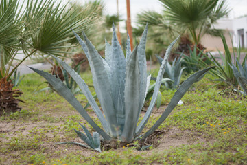 planta de maguey en plena madurez.