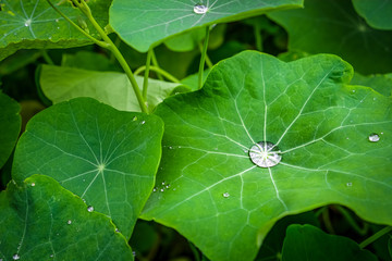 Green lotus leafs with water trops