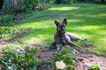 young dog laying in grass along edge of garden