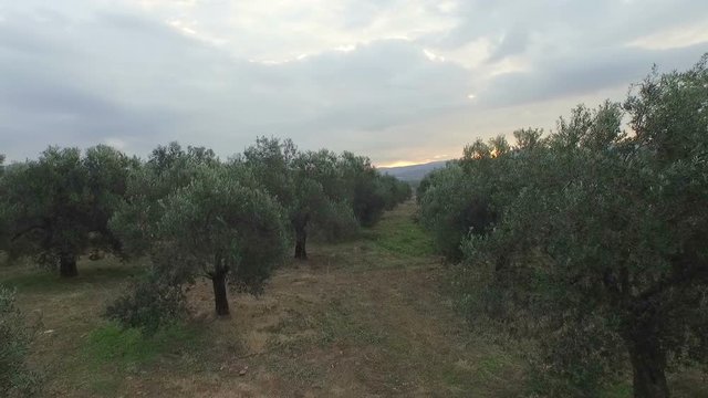 Aerial Shot of Beautiful Green Olive Grove in Turkey