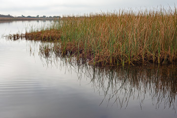 Marsh Grass Reflection