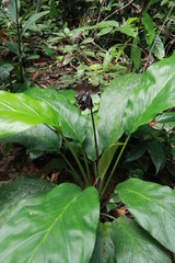 ว่านค้างคาวดำ