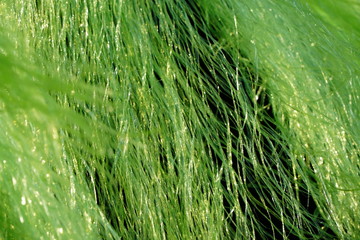 close up of green plastic rope