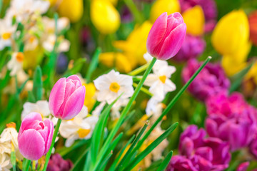 Colorful Pink Tulip flowers (Tulipa) are blooming in spring flower garden