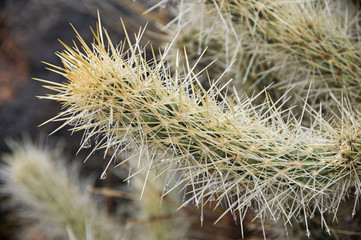 Cholla Cactus With Water Drops
