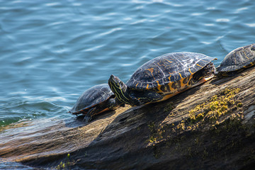 pile of striped turtles laying on a waterlogged tree trunk