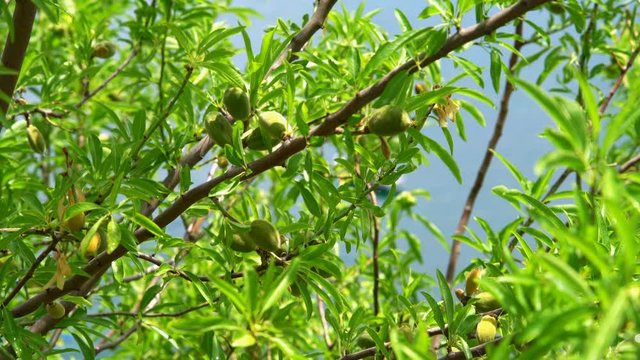 Green natural unripe almond on branch, coast of Ohrid Lake
